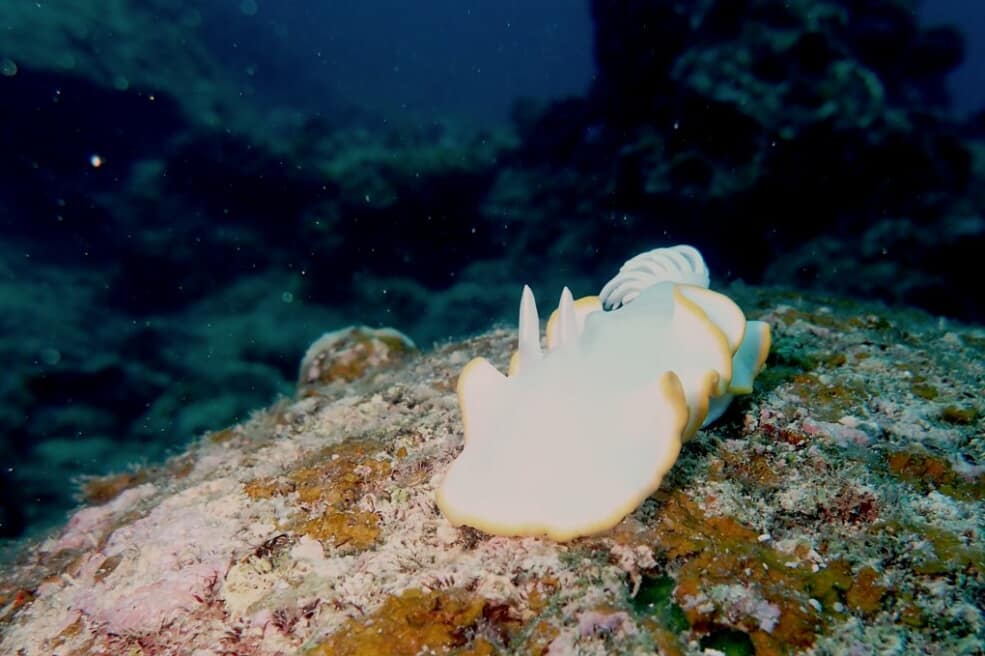 温泉 ウミウシからバラクーダまで